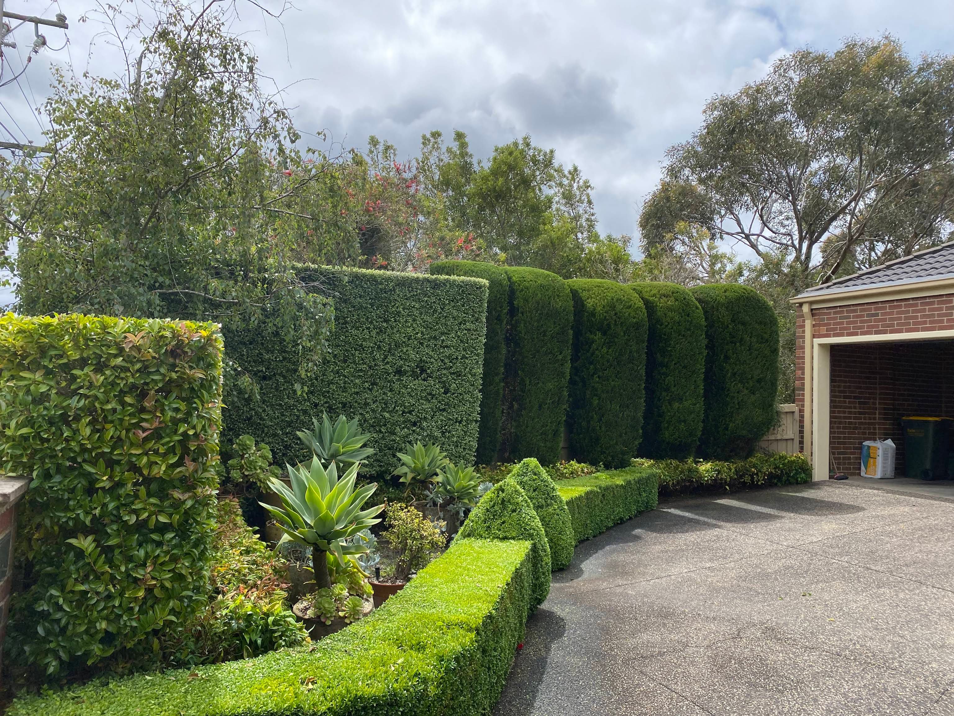 Formal hedges trimmed beside a residential driveway